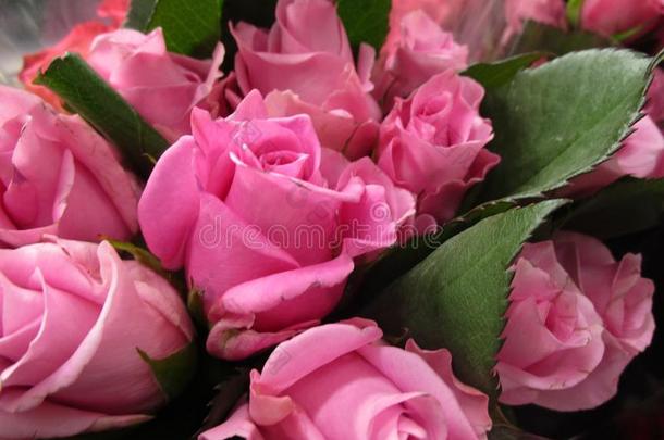 新鲜的和有魅力的富有色彩的粉红色的玫瑰花在指已提到的人花商