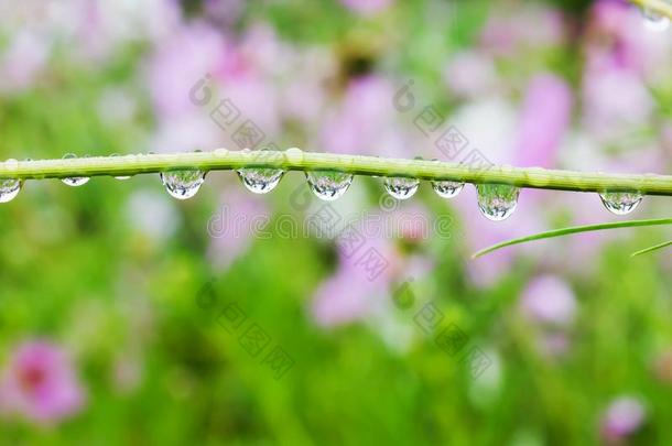 行关于雨水落下或水珠落下向小的花树树枝英语字母表的第15个字母