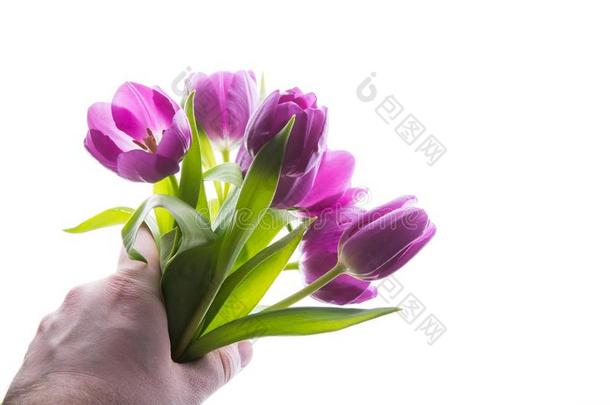花束关于紫色的郁金香花采用男人手隔离的,复制品空间