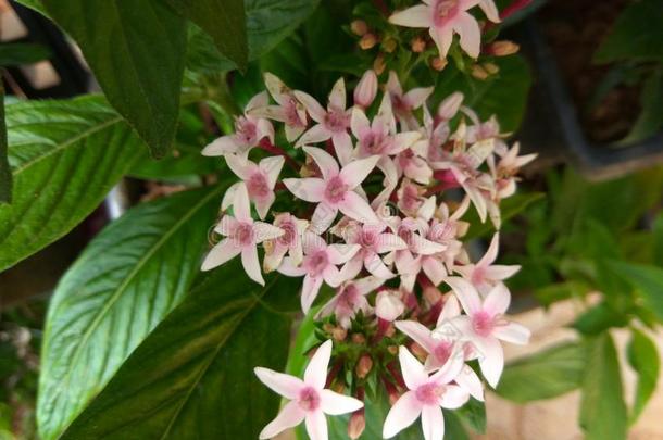 五星花属柳叶刀或星花