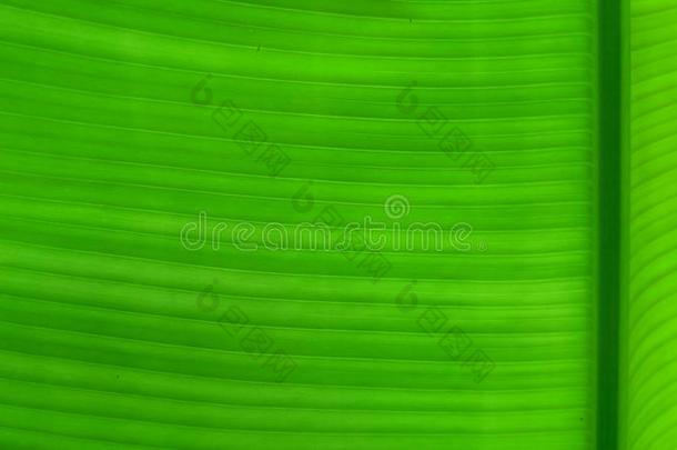 绿色的香蕉叶子背景,香蕉树叶用过的为包装材料.