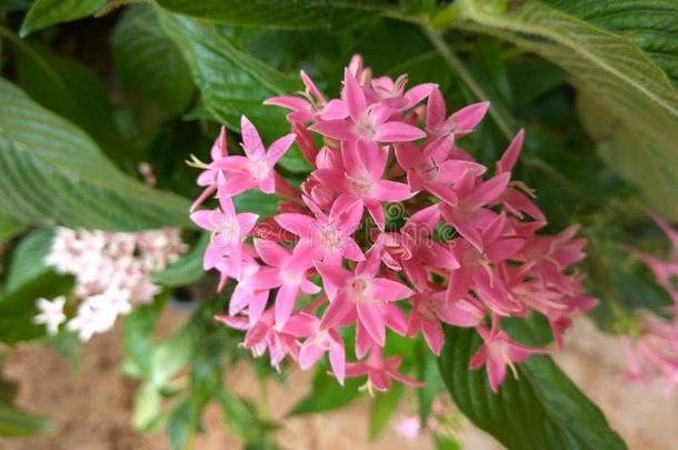 五星花属柳叶刀或星花