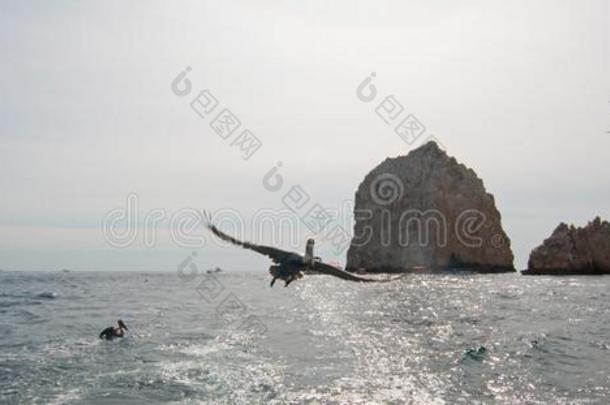 鹈鹕飞行的在的后面许可证捕鱼小船在陆地结果采用叶柄