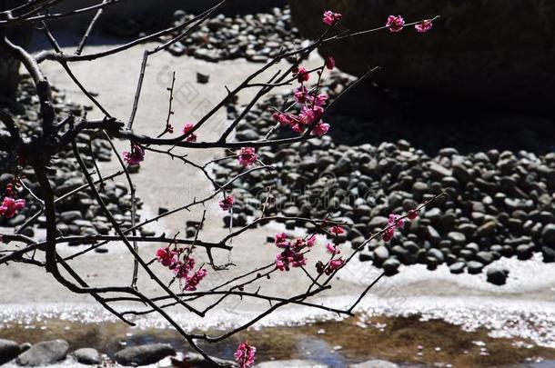 李子花采用指已提到<strong>的</strong>人日本人花园