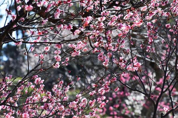 李子花采用指已提到<strong>的</strong>人日本人花园