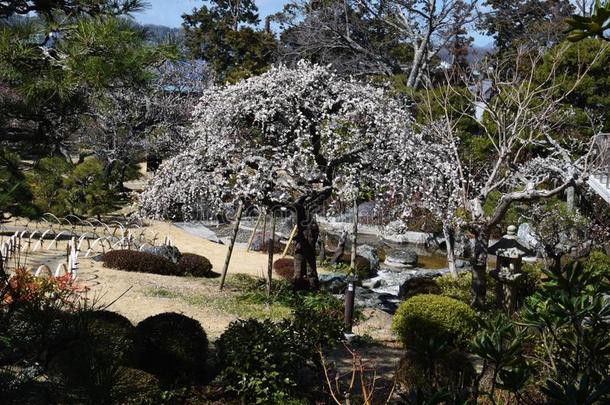 李子花采用指已提到的人日本人花园