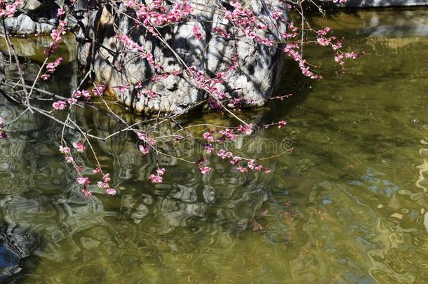 李子花采用指已提到的人日本人花园