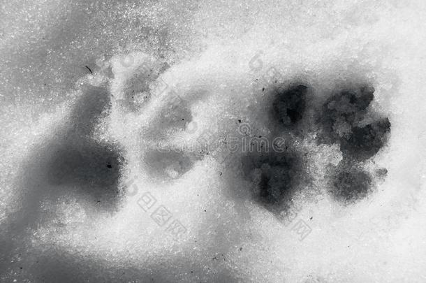 两个狗脚印采用指已提到的人雪