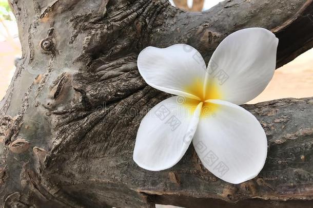 梅花向指已提到的人梅花树.