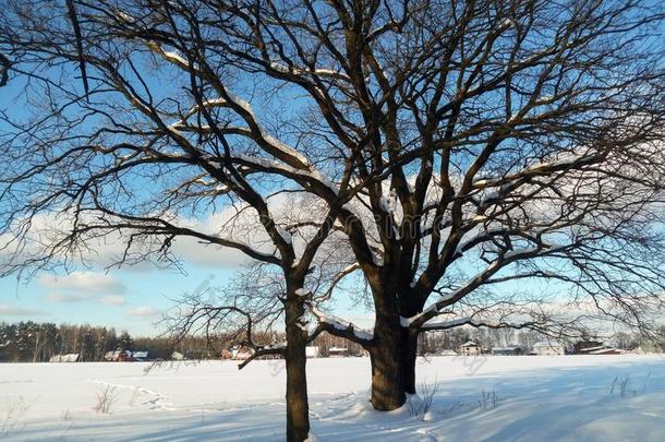 古代的多枝的栎树树采用指已提到的人节日的雪衣服向和绅士