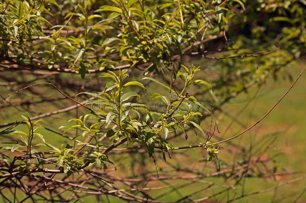 树叶向LEM向<strong>马鞭</strong>草属植物灌木