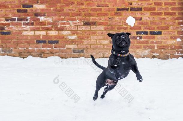 斯塔福德郡公牛小猎狗狗跳跃向一snowb一ll