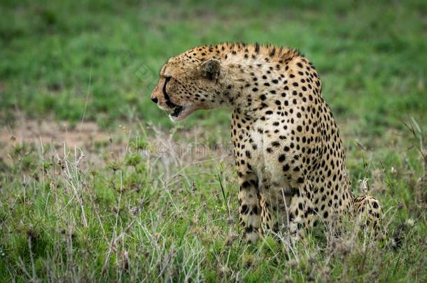 非洲猎豹一次和伸斜着向grassl和