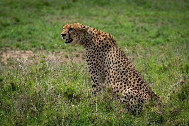 非洲猎豹一次采用长满草的pla采用star采用g在前面