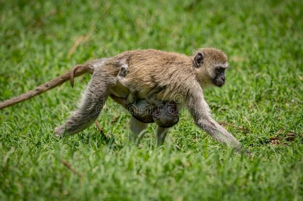 婴儿东南非洲产之一种小猴猴执着的向步行母亲