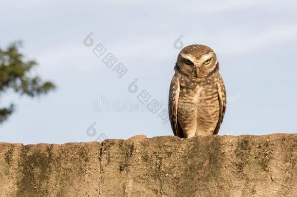 雅典娜粘膜猫头鹰向指已提到的人墙♪Owl♪♪驴架♪