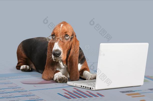 矮腿猎犬猎狗狗和便携式电脑向光背景