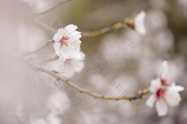 开花杏树后座