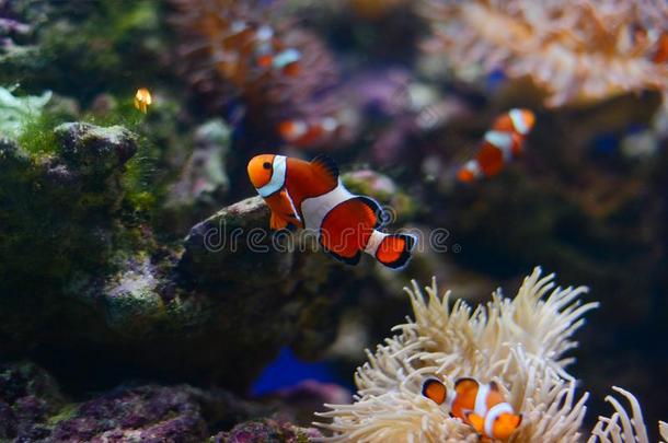 海银莲花和丑角鱼采用mar采用e水族馆.蓝色背景