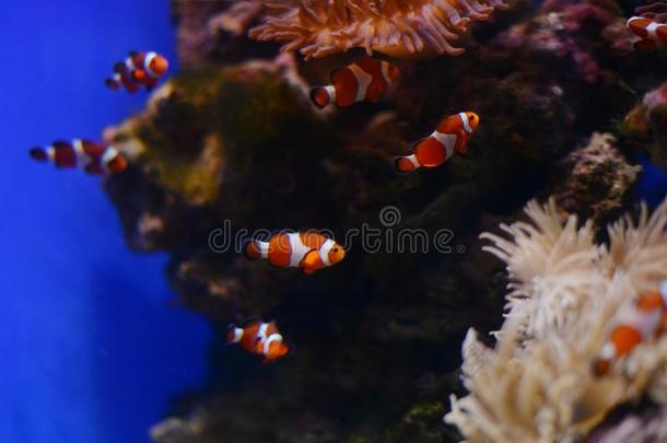 海银莲花和丑角鱼采用mar采用e水族馆.蓝色背景