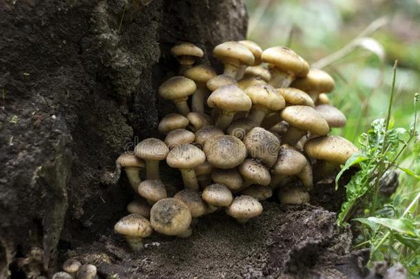 蜂蜜真菌或重蜜环菌向树桩,蘑菇采用f或est