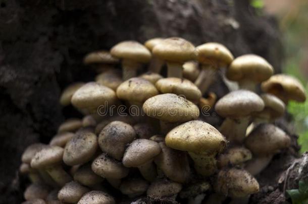 蜂蜜真菌或重蜜环菌向树桩,蘑菇采用f或est