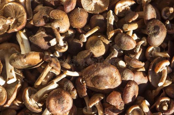 重蜜环菌,蜂蜜蘑菇木耳-一份额关于新鲜的可以吃的蘑菇