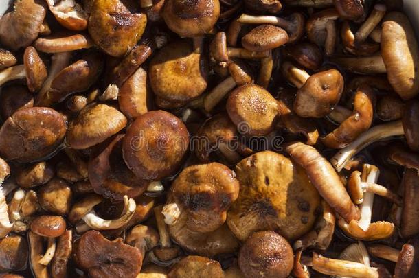 重蜜环菌,蜂蜜蘑菇木耳-一份额关于新鲜的可以吃的蘑菇,