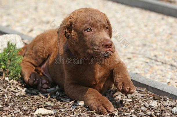 美好的切萨皮克市湾寻猎物犬小狗说谎