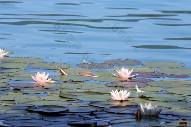 水百合花池塘同样地一w一llp一per