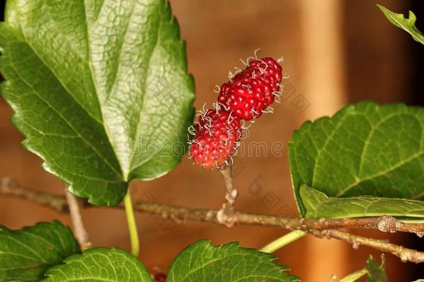 巴西人黑莓桑属西<strong>洋参</strong>向桑树关在上面photographer摄影师