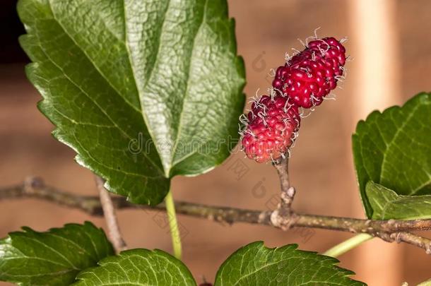 巴西人黑莓桑属西洋参向桑树关在上面photographer摄影师