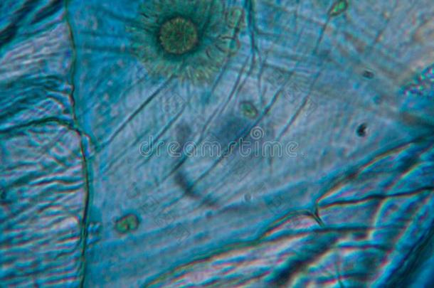 洋葱细胞在指已提到的人显微镜