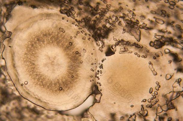 洋葱根细胞在指已提到的人显微镜