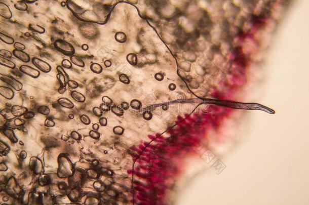 洋葱细胞在指已提到的人显微镜