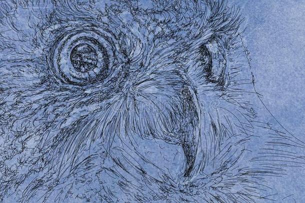 绘画关于一猫头鹰,b一ners和自然