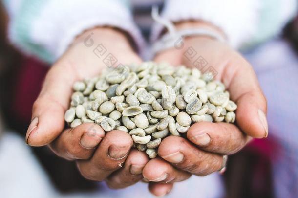 阿拉伯咖啡绿色的豆咖啡豆未烤采用老的手