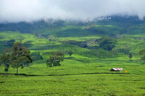 茶水种植园采用帕加尔阿拉姆苏门答腊岛印尼