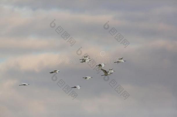 组关于小的白鹭白鹭加泽塔飞行的采用even采用g天