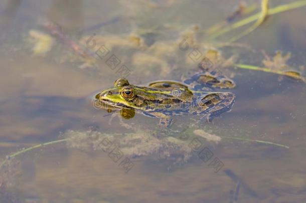 绿色的青蛙游泳采用池塘水和水藻和树叶