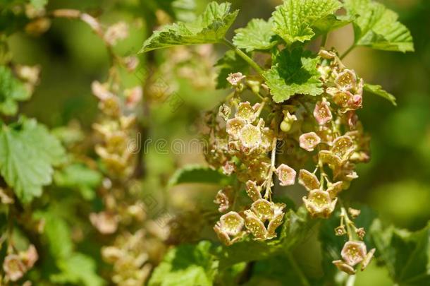 花/花从红浆果树丛向一灌木