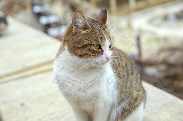 灰色和白色的猫和<strong>绿色</strong>的眼睛.阿塞拜疆,菲律宾巴枯帽:<strong>商场</strong>