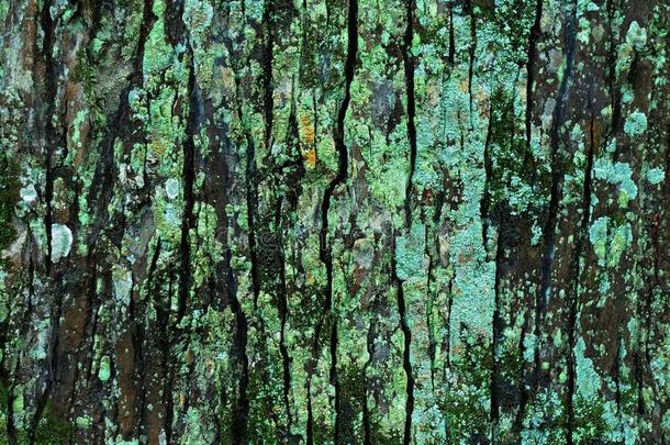 质地斯维提尼亚大叶藻树