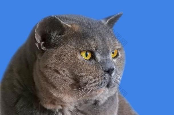 血统不列颠的短毛猫猫面容肖像