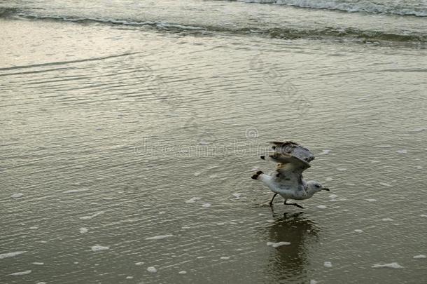 海鸥在海滩