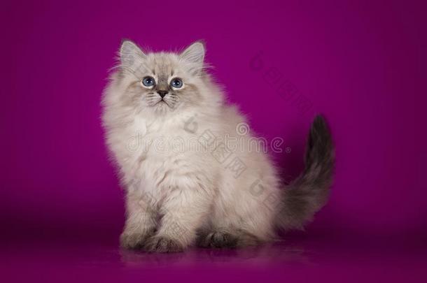 松软的美丽的白色的小猫关于涅瓦河化装舞会和蓝色眼睛,