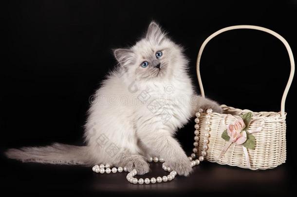 松软的小猫关于指已提到的人内夫斯卡娅化装舞会和蓝色眼睛,在近处一