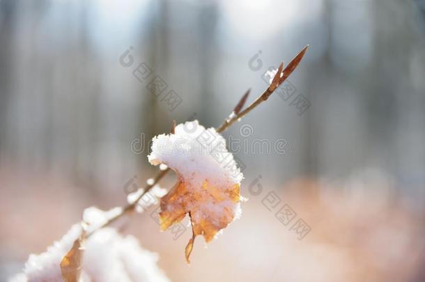 严寒的雪-大量的树叶关于年幼的山毛榉树采用指已提到的人森林,