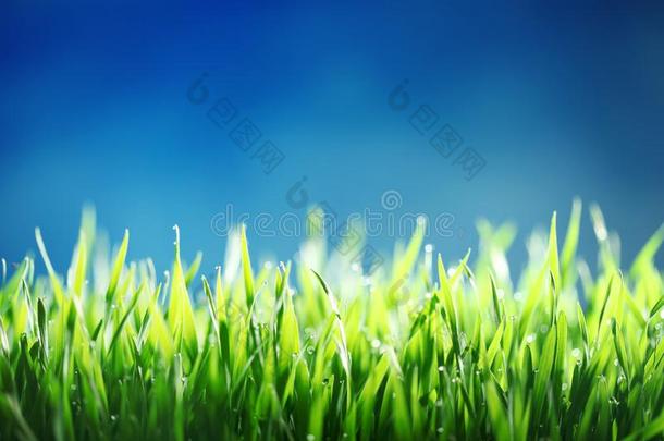 绿色的草反对蓝色天背景