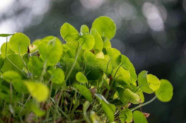 亚洲的破<strong>铜钱</strong>属植物采用特写镜头.